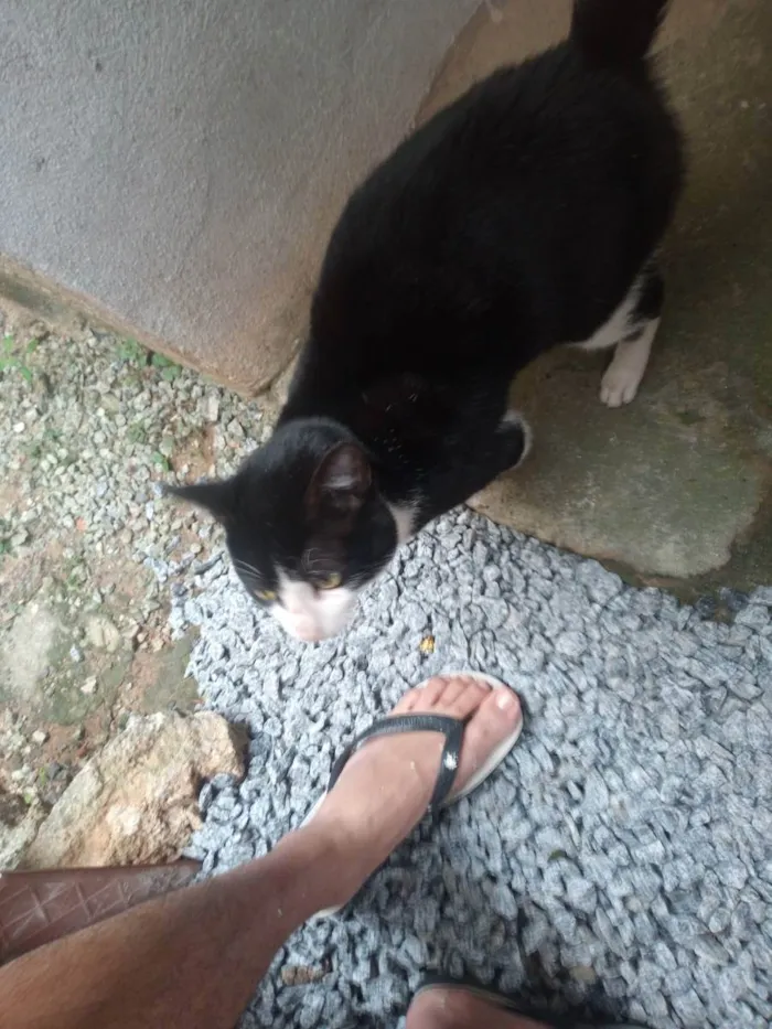 Gato ra a Indefinida  idade 7 a 11 meses nome Sem nome ainda.