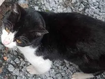 Gato ra a Indefinida  idade 7 a 11 meses nome Sem nome ainda.