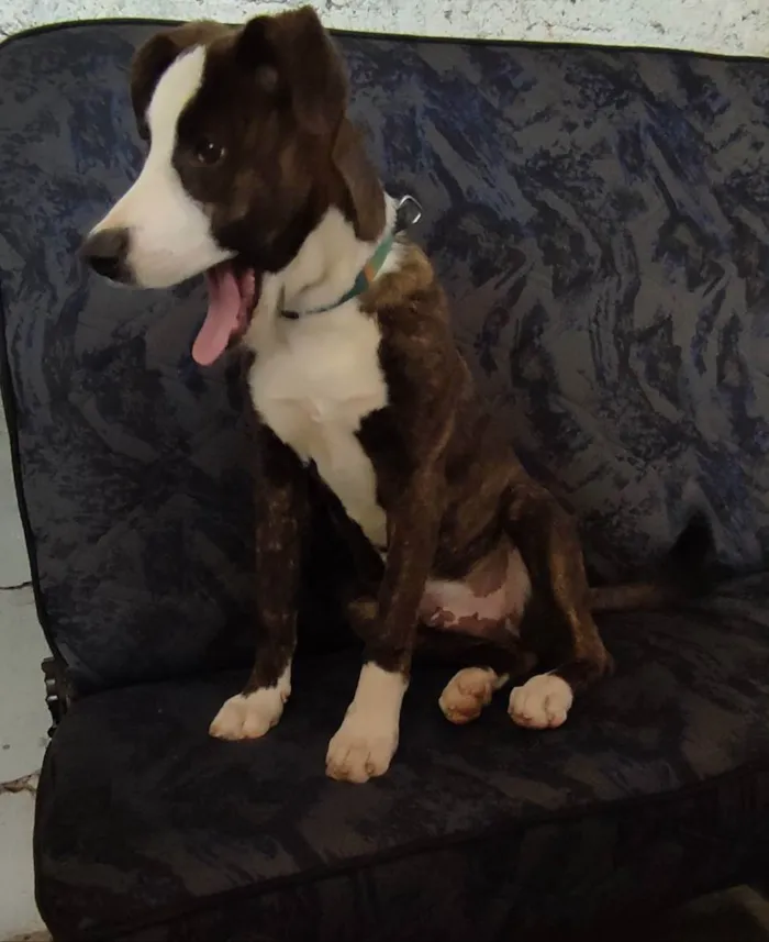Cachorro ra a SRD idade 2 a 6 meses nome :)