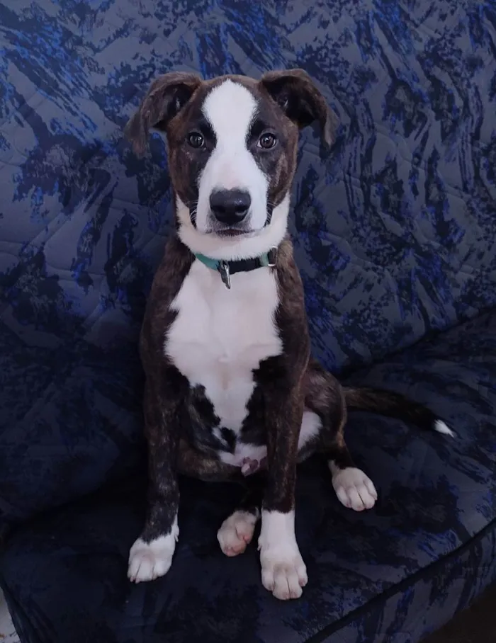 Cachorro ra a SRD idade 2 a 6 meses nome :)