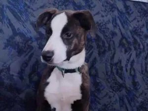 Cachorro raça SRD idade 2 a 6 meses nome :)