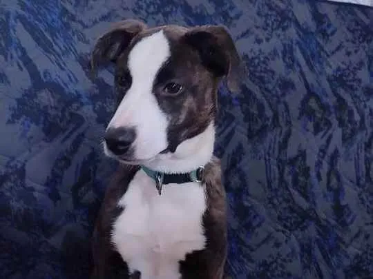 Cachorro ra a SRD idade 2 a 6 meses nome :)