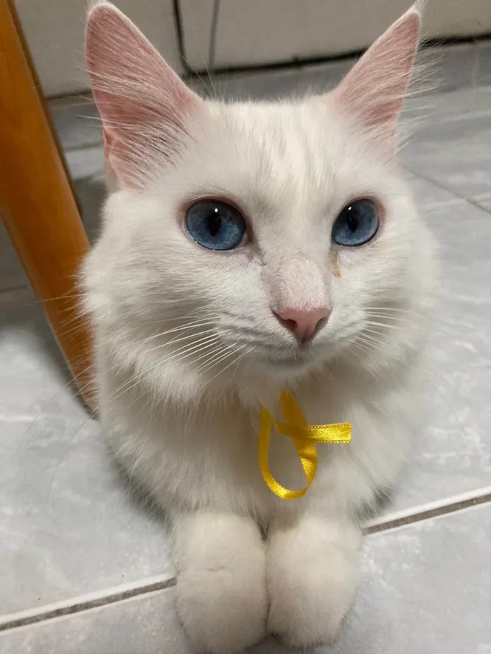 Gato ra a Srd  idade 3 anos nome Branquinha 