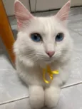 Branquinha