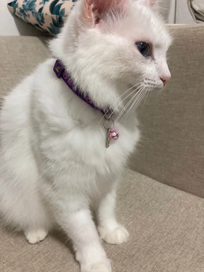 Gato ra a Srd  idade 3 anos nome Branquinha 