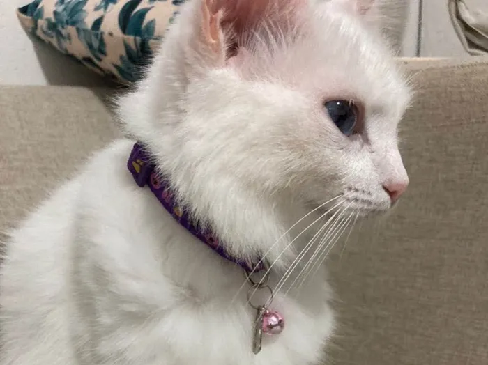 Gato ra a Srd  idade 3 anos nome Branquinha 