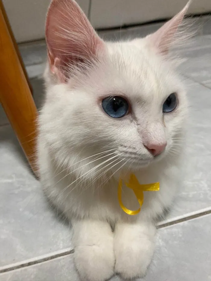 Gato ra a Srd  idade 3 anos nome Branquinha 