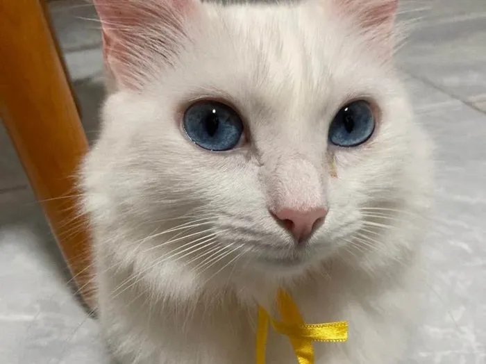 Gato ra a Srd  idade 3 anos nome Branquinha 