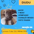 Dudu
