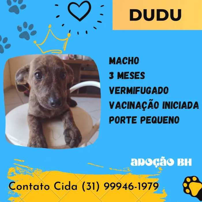 Cachorro raça Srd idade 2 a 6 meses nome Dudu