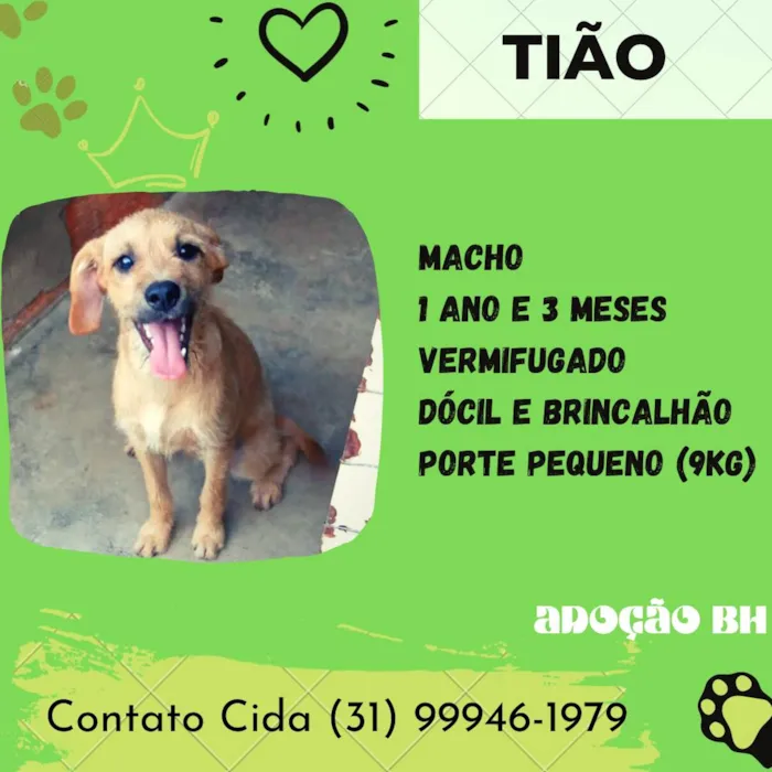 Cachorro raça Srd idade 1 ano nome Tião 