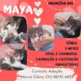 Maya