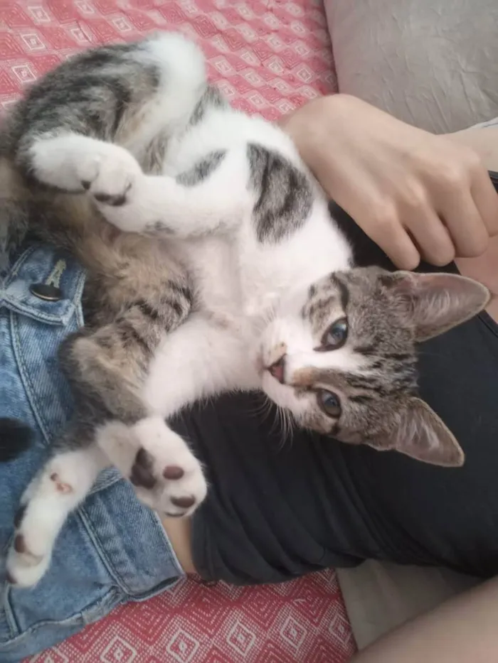 Gato raça Srd idade 2 a 6 meses nome Maya