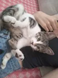 Maya