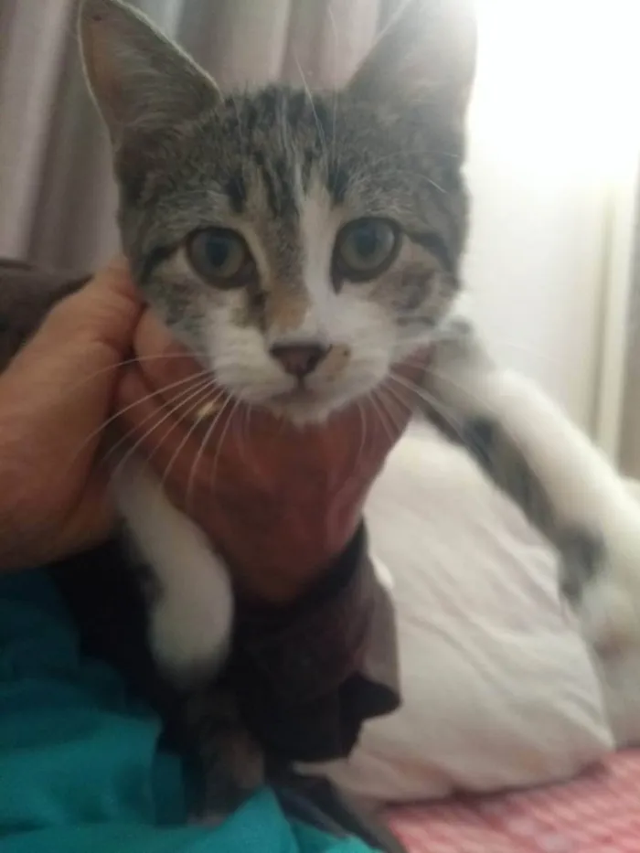 Gato raça Srd idade 2 a 6 meses nome Maya