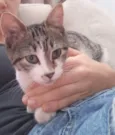 Maya
