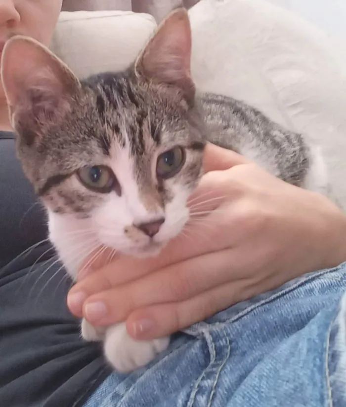 Gato raça Srd idade 2 a 6 meses nome Maya