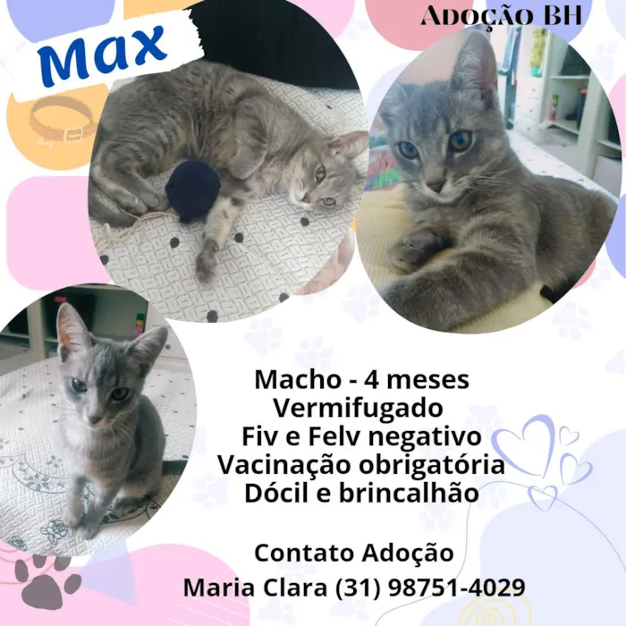 Gato raça Srd idade  nome Max