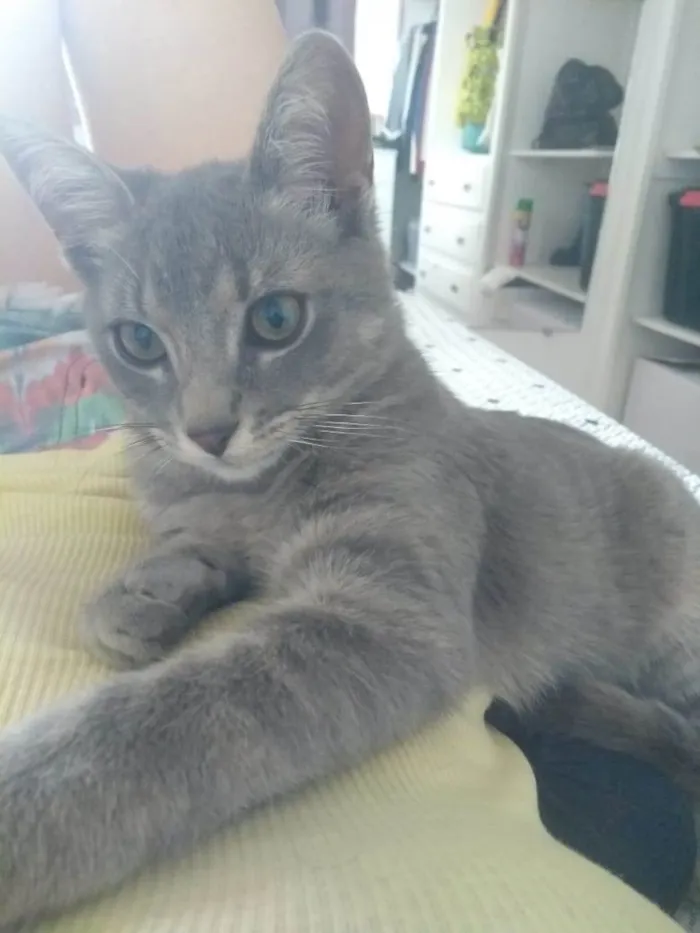 Gato raça Srd idade  nome Max