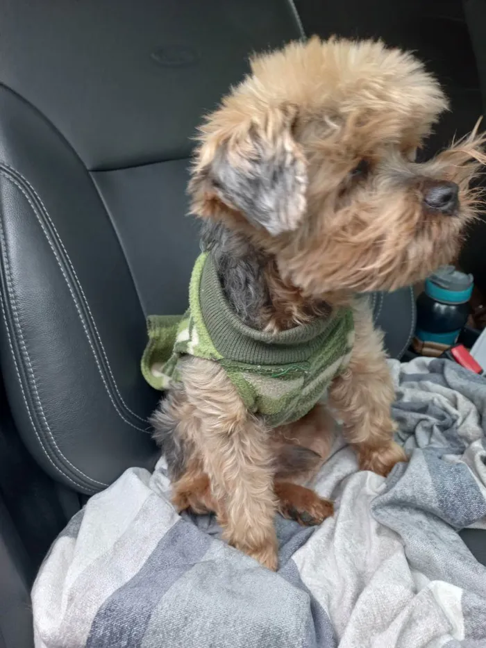 Cachorro ra a Yorkshire  idade 6 ou mais anos nome Ursinho