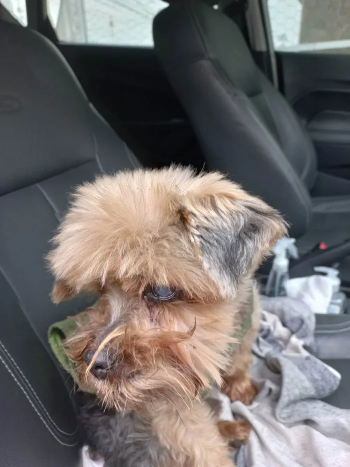 Cachorro ra a Yorkshire  idade 6 ou mais anos nome Ursinho