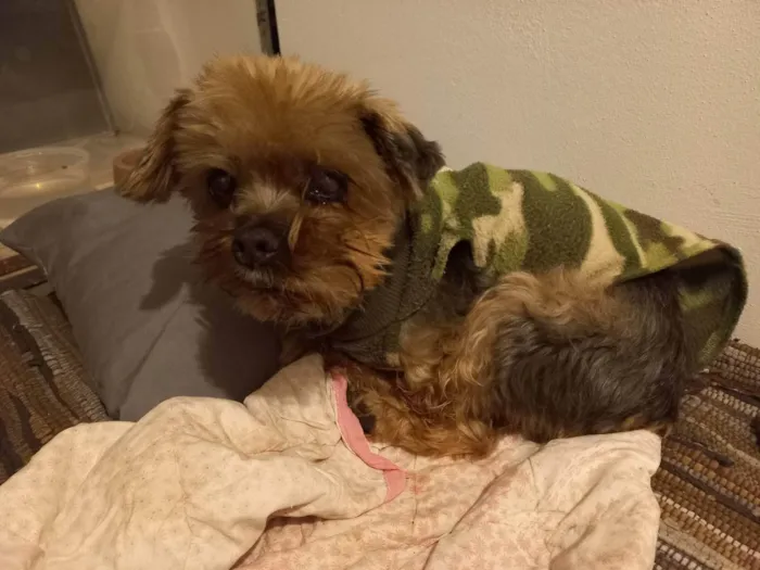 Cachorro ra a Yorkshire  idade 6 ou mais anos nome Ursinho