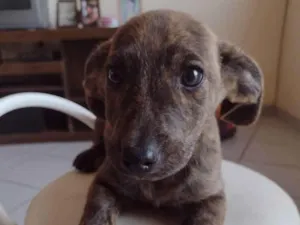 Cachorro raça Srd idade 2 a 6 meses nome Dudu