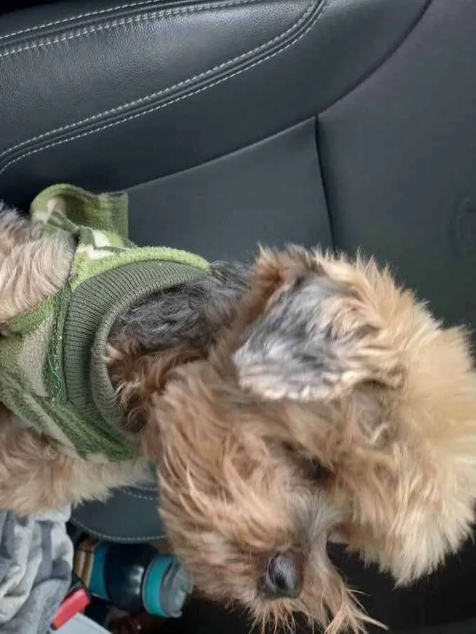 Cachorro ra a Yorkshire  idade 6 ou mais anos nome Ursinho