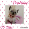 Penélope 