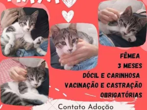Gato raça Srd idade 2 a 6 meses nome Maya