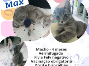 Gato raça Srd idade  nome Max
