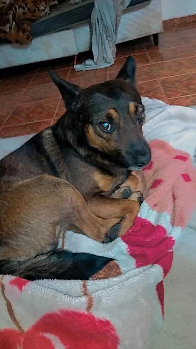 Cachorro ra a Vira lata idade 2 anos nome Scoby 