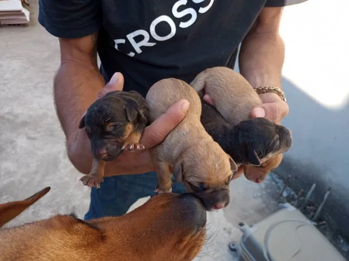 Cachorro ra a SRD idade Abaixo de 2 meses nome Nina