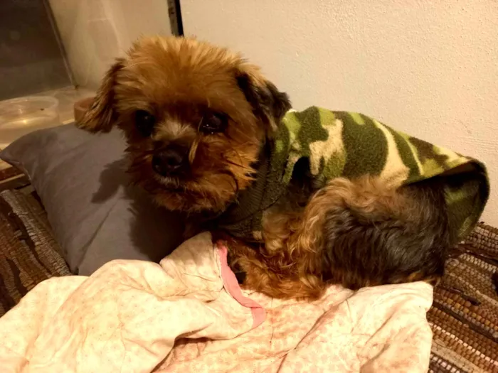 Cachorro ra a Yorkshire  idade 6 ou mais anos nome Ursinho