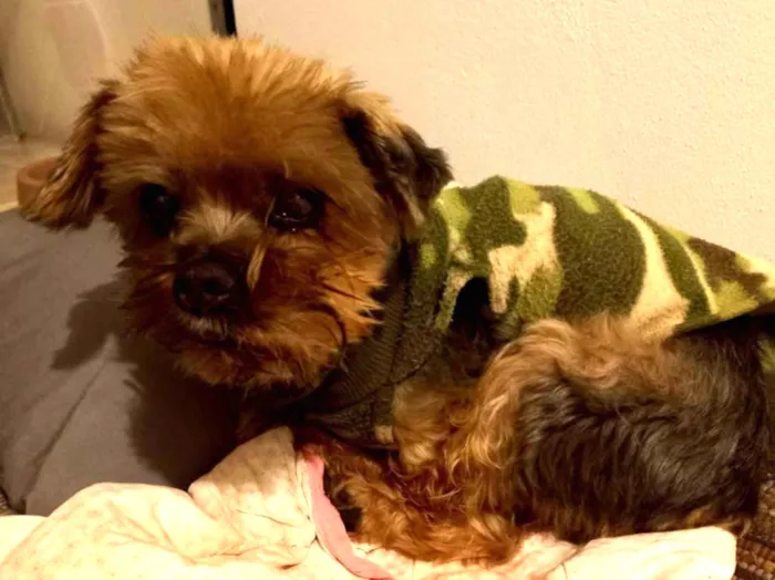 Cachorro ra a Yorkshire  idade 6 ou mais anos nome Ursinho