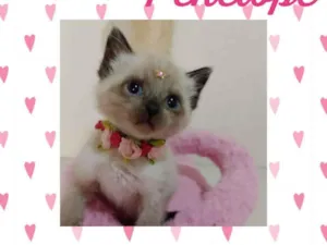 Gato raça  idade Abaixo de 2 meses nome Penélope 