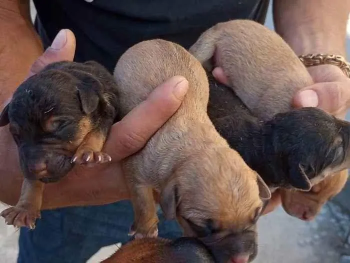 Cachorro ra a SRD idade Abaixo de 2 meses nome Nina