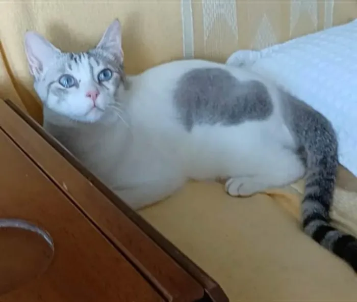 Gato ra a Srd idade 1 ano nome Snow