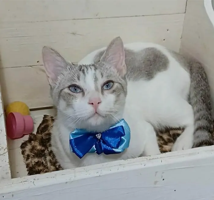 Gato ra a Srd idade 1 ano nome Snow