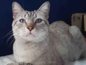 Gato raça Srd idade 1 ano nome Slash