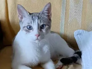 Gato raça Srd idade 1 ano nome Snow