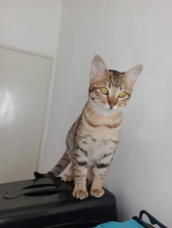 Gato raça  idade 2 a 6 meses nome Mia 