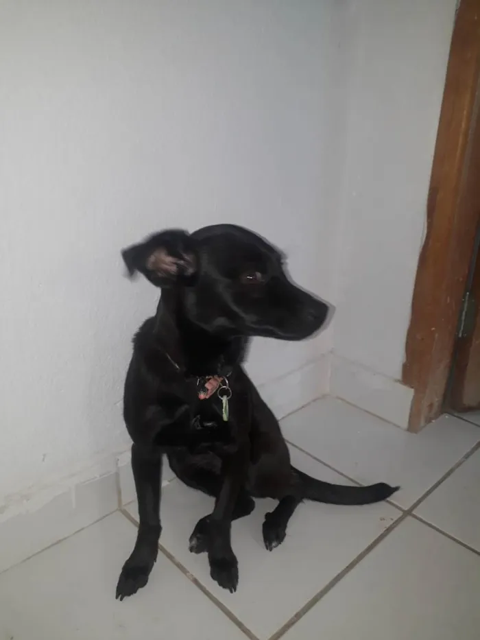 Cachorro ra a Srd idade 2 a 6 meses nome Flor