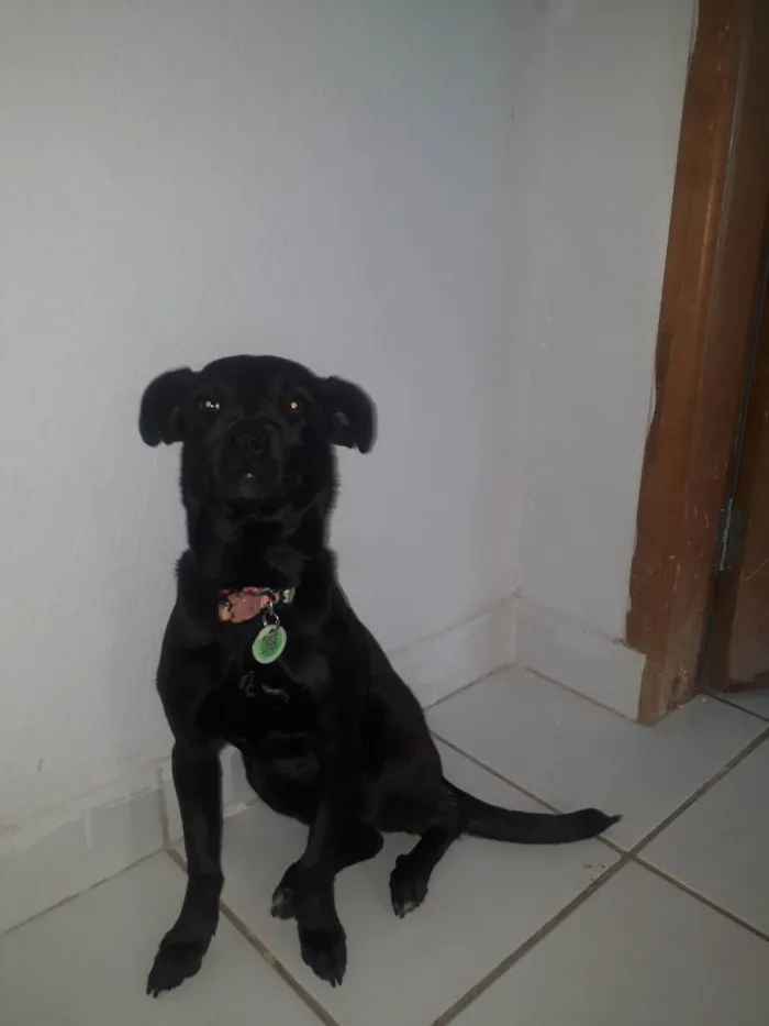 Cachorro ra a Srd idade 2 a 6 meses nome Flor