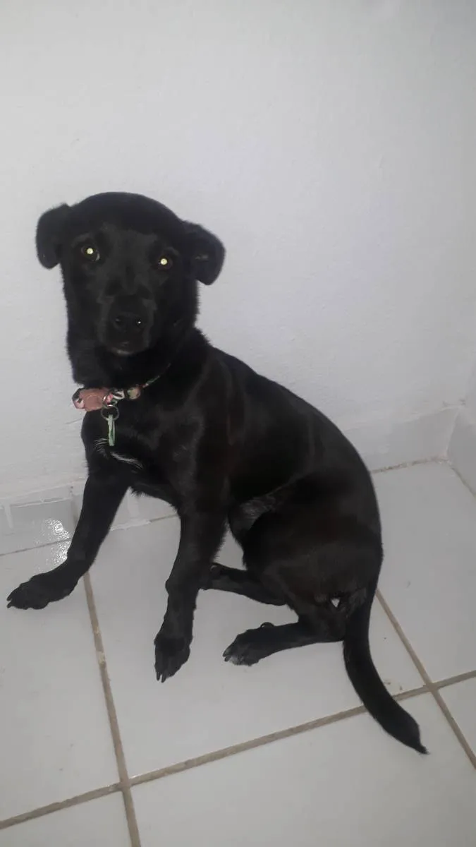 Cachorro ra a Srd idade 2 a 6 meses nome Flor