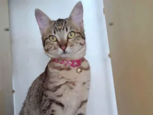Gato raça  idade 2 a 6 meses nome Mia 
