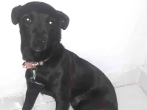 Cachorro raça Srd idade 2 a 6 meses nome Flor