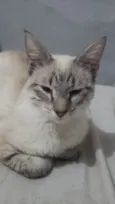 Astrid