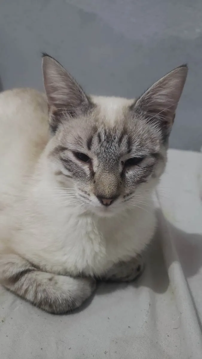 Gato raça Siamês  idade 7 a 11 meses nome Astrid