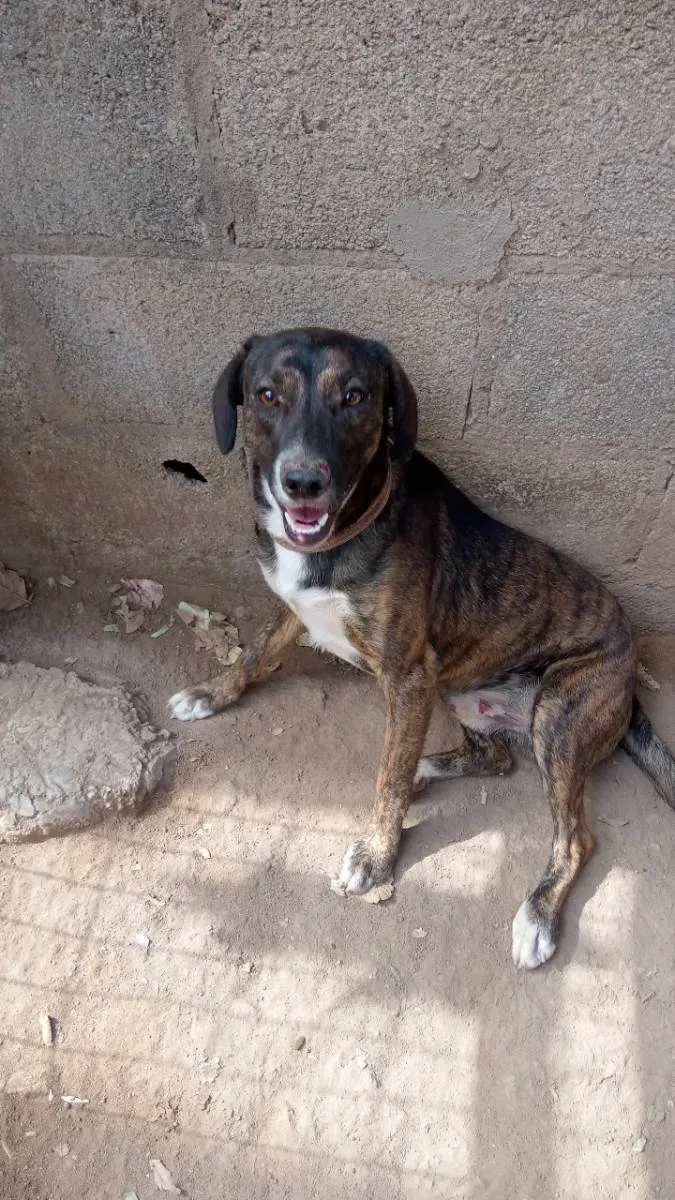 Cachorro ra a Mistura de Fila Brasileiro  idade 7 a 11 meses nome Maylon 